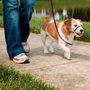 Petsafe Comedero Automático Negro Pequeño