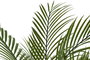 DKD Home Decor Kwai Palmera Verde