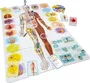 Tactic Aprendamos sobre el cuerpo humano - Juego educativo de mesa para 2 o más jugadores - Edad 7 años en adelante - Ref. TAC6416739605524
