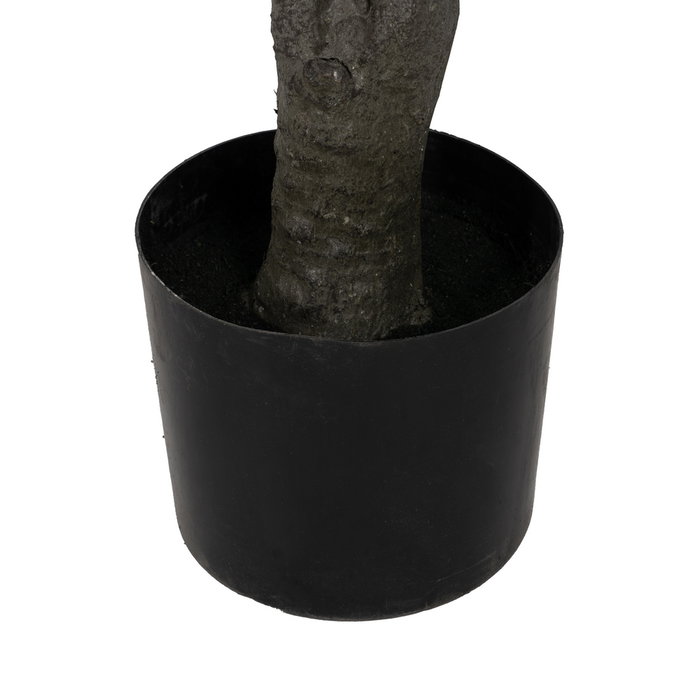 Planta Dracaena Verde Goma 220 cm