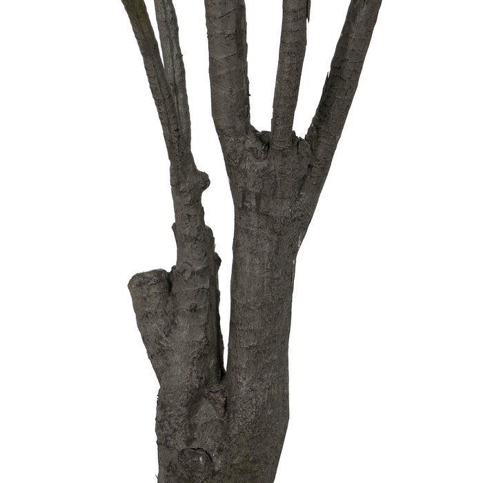 Planta Dracaena Verde Goma 220 cm