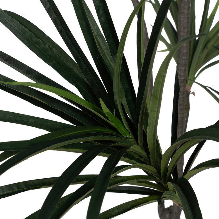 Planta Dracaena Verde Goma 220 cm