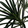 Planta Dracaena Verde Goma 220 cm