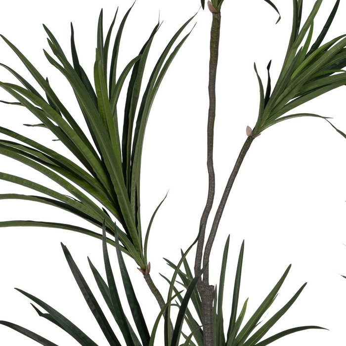 Ixia Planta Dracaena Verde Goma 220 cm