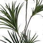 Ixia Planta Dracaena Verde Goma 220 cm