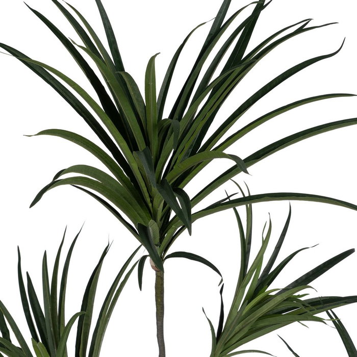 Ixia Planta Dracaena Verde Goma 220 cm