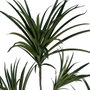 Ixia Planta Dracaena Verde Goma 220 cm
