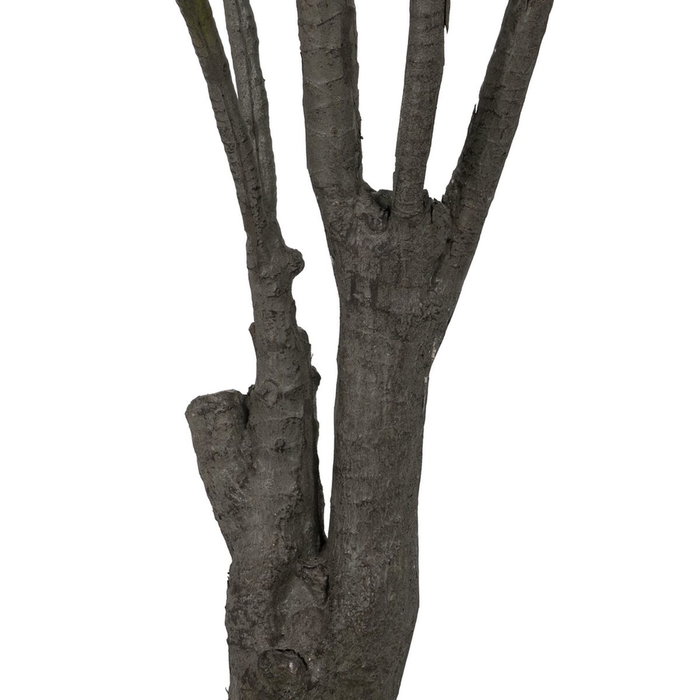 Ixia Planta Dracaena Verde Goma 220 cm