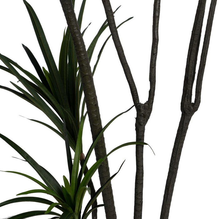 Ixia Planta Dracaena Verde Goma 220 cm