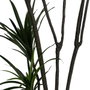 Ixia Planta Dracaena Verde Goma 220 cm