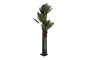 DKD Home Decor Árbol de Palmeras Verde 100x100x250 cm