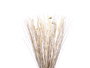 Giftdecor Ramillete Cuadrado Blanco 14 cm x 100 cm x 10 cm Materia Vegetal Seca (Set de 4)