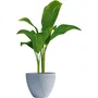 Garden Id Maceta 02042129 Green Care Impact Azul-Gris 40 x 31 cm 10 años de garantía 100% reciclado Resistente UV/gel
