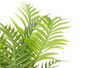Ibergarden Planta Artificial Areca 60 cm Verde Plástico 65x77x65 cm Maceta 12.5x12.5x11 cm (Set de 6)