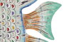 DKD Home Decor Decoración de pared de hierro Pez pintado Azul y multicolor