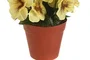DKD Home Decor Planta de Poliéster Flor Mariposa Surtida 15x15x20 cm