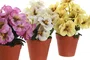 DKD Home Decor Planta de Poliéster Flor Mariposa Surtida 15x15x20 cm