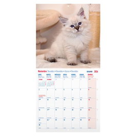 Dohe Calendario de Pared Imágenes Gatos 2027 para Escribir 300x300