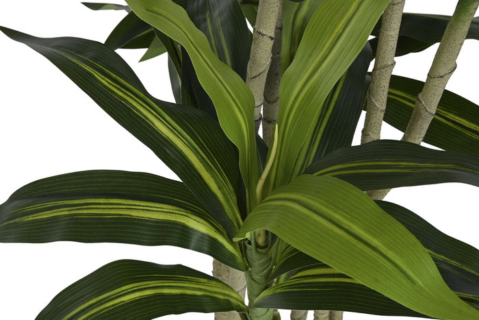 DKD Home Decor Árbol Dracaena Fragrans Verde 68x80x205 cm DKD Home Decor Árbol Dracaena Fragrans Verde 68x80x205 cm