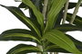 DKD Home Decor Árbol Dracaena Fragrans Verde 68x80x205 cm