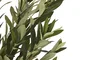 DKD Home Decor Árbol de Olivo Verde 50x50x120 cm