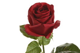 DKD Home Decor Flor Rojo 9 x 67 x 9 cm (12 Unidades) Tacto Real Seda y Pe