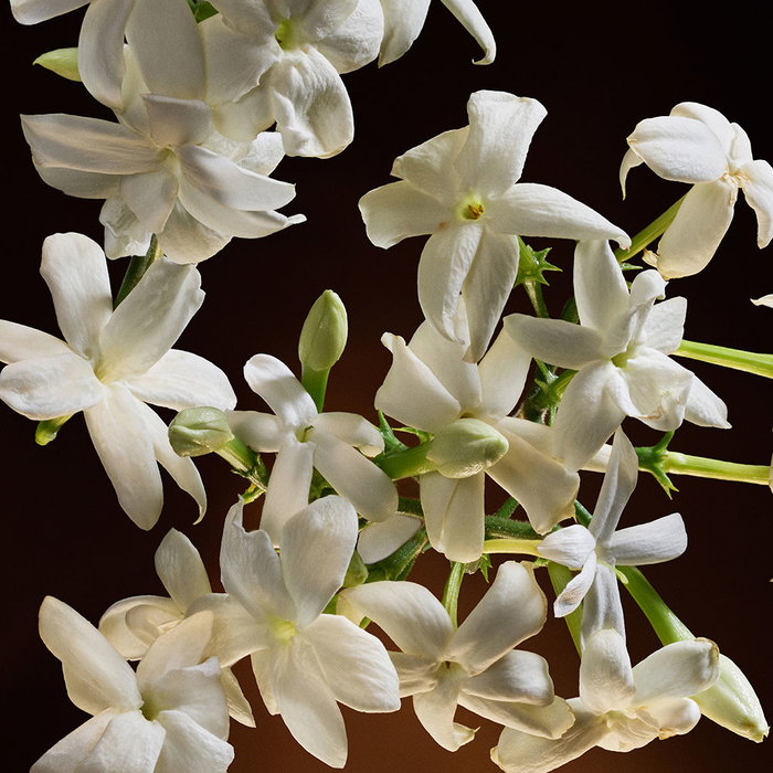 Dolce & Gabbana The One Intense Eau de Parfum Vaporizador para Mujer - Fragancia con notas de Jazmín y Vainilla, 75 ml