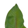 Ixia Hoja de Helecho Verde de Polietileno 64 cm