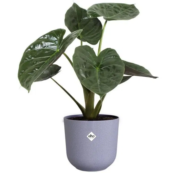 Elho Juego de 3 macetas redondas Jazz, Ø14xH13.1, Ø16xH15.3, Ø19xH17.6 cm, 7 L, Lila y blanco