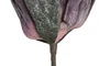 DKD Home Decor Flor Lila Verde 10 x 89 x 25 cm (6 Unidades)