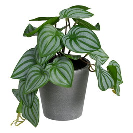 Potos Verde-Blanco "Pvc" 25 X 21 X 21,50 cm (Set de 2)