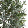Ixia Planta de Olivo Verde Decoración 130 x 240 cm