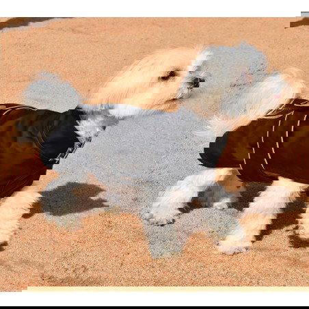 Nayeco Impermeable Dancing Rain Cerrado Negro 20 cm para Perro Nayeco Impermeable Dancing Rain Cerrado Negro 20 cm para Perro