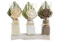 DKD Home Decor Set de 3 Plantas de Flor Seca y Cerámica Blanco