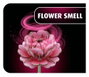 Revell Flower Garden Kit de Construcción de Flores de Madera