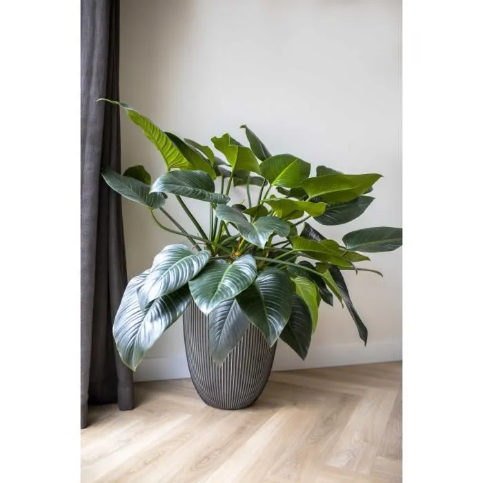 Capi Europe GROOVE NL Florero Bajo Elegante 34 x 46 cm Antracita