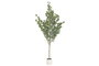 DKD Home Decor Árbol de Eucalipto Verde y Blanco 50x50x178 cm
