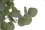DKD Home Decor Árbol de Eucalipto Verde y Blanco 50x50x178 cm