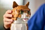 LEGO Ideas Gata Naranja