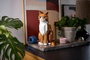 LEGO Ideas Gata Naranja