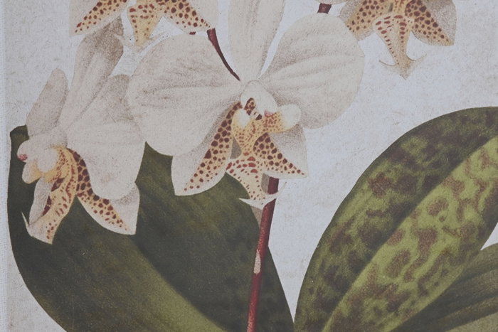 DKD Home Decor Cuadro Tropical Multicolor Verde Ratán Cristal Abeto 2 x 70 x 50 cm