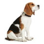 Hunter Collar Vario Basic Alu-Strong M Turquesa