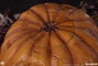 Premium Collectibles Studio Halloween Statuette Jack-O-Lantern