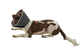 Kruuse Collar Isabelino Foam Buster 15cm 5 uds