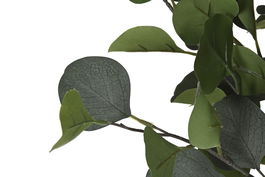 DKD Home Decor Árbol Eucalipto Verde 90 x 180 x 90 cm