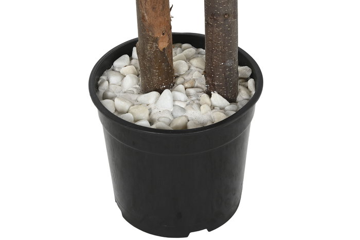 DKD Home Decor Árbol Eucalipto Verde 90 x 180 x 90 cm