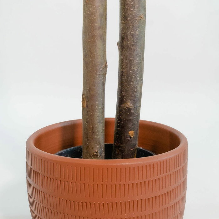DKD Home Decor Árbol de Eucalipto Verde de 180 cm