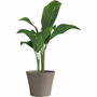Garden Id Maceta Green Care Sense Taupe 30 x 27 cm