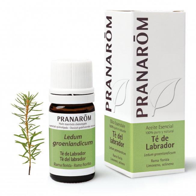 PRANAROM Aceite esencial de Té de Labrador 5 ml PRANAROM Aceite esencial de Té de Labrador 5 ml