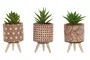 DKD Home Decor Maceta de Cemento y PE 7,5x7,5x16,5 cm Surtida